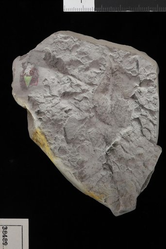 Phaseolites manhassettensis Hollick
