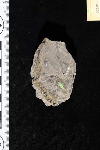 Fagara catahoulensis var. major Berry
