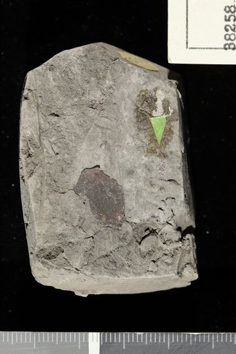Andromeda novaecaesareae Hollick