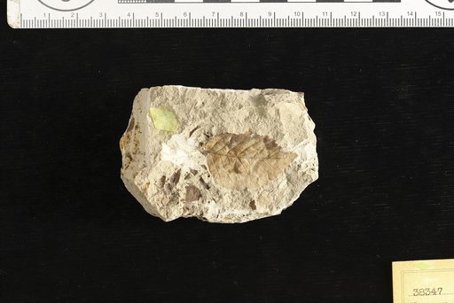 Planera hickmanensis Berry