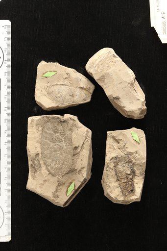 Lonchocarpus anceps Berry
