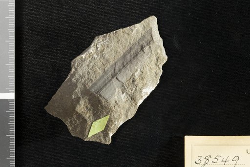 Cyperacites sp indet. Knowlton