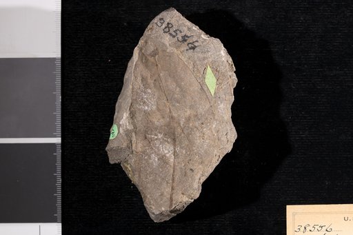 Malapoenna macrophylloides Knowlton