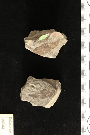 Anacardites braziliensis Hollick & Berry