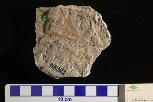 Thyrsopteris insignis Fontaine