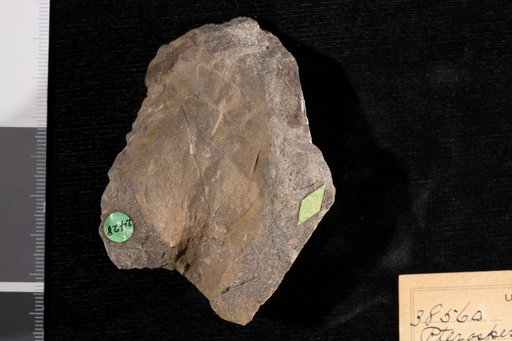 Pterospermites wardi Knowlton