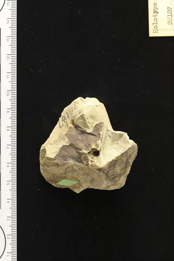 Antholithes kielmeyerana Hollick & Berry