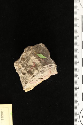 Liquidambar incerta Berry