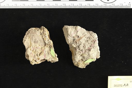 Paliurus catahoulensis Berry