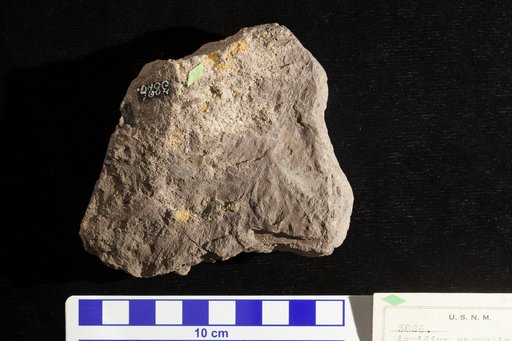 Aspidium angustipinnatum Fontaine