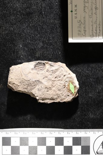 Copaifera yeguana Berry