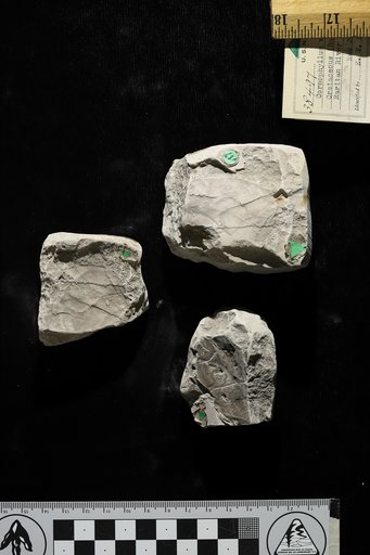 Cornophyllum vetustum Newberry