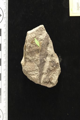 Mespilodaphne caudata Berry