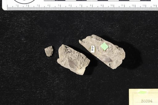 Cypselites jacksonensis Berry