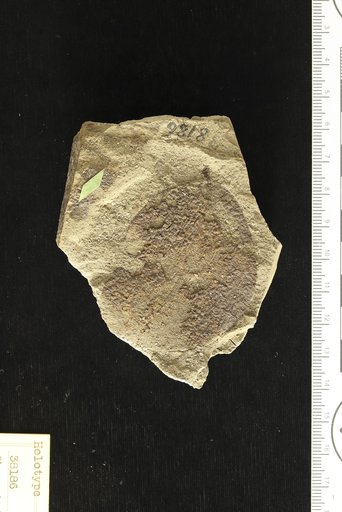 Chrysobalanus preicaco Hollick & Berry