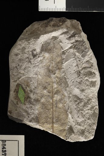 Sphaerites raritanensis Berry