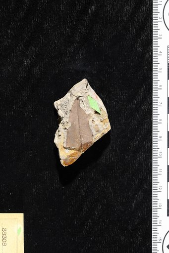 Citrophyllum eocenicum Berry
