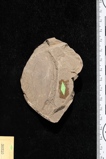 Citrophyllum eocenicum Berry