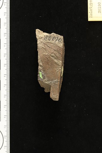 Phyllites bahiana Hollick & Berry