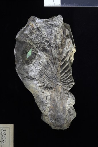 Sabalites grayanus Lesquereux