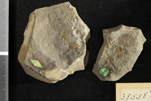 Trapa ? microphylla Lesquereux
