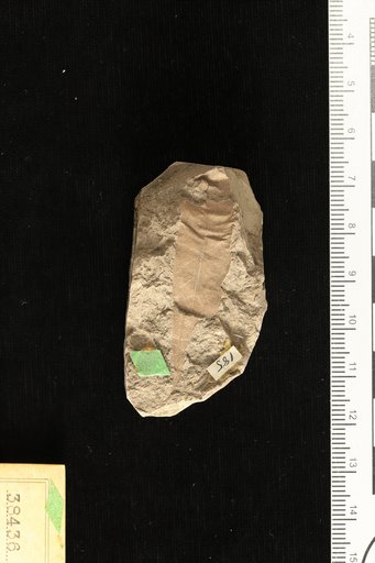 Mespilodaphne caudata Berry