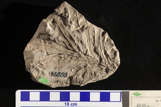 Sapindopsis magnifolia Fontaine