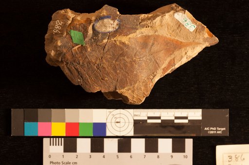 Sapindus caudatus Lesquereux