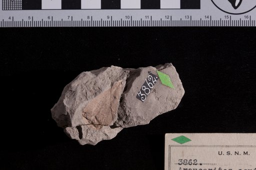 Araucarites aquiensis Fontaine