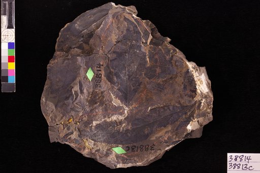 Pterocarya septentrionale Hollick