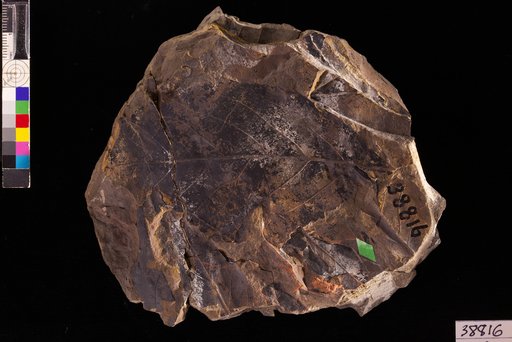 Quercus artocarpites Ettingshausen