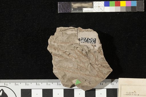 Sphenolepidium kurrianum (Dunker) Heer