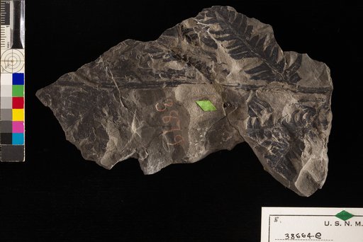 Asplenium alaskanum Hollick
