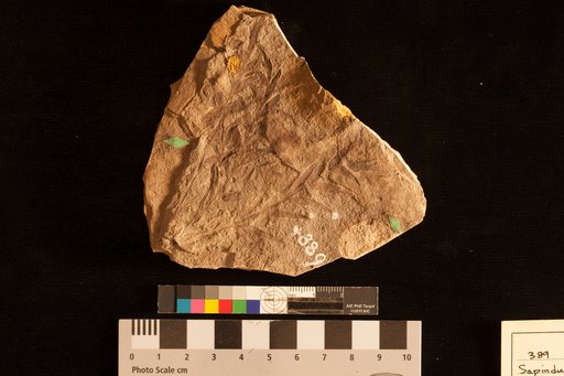 Sapindus stellarlaefolius Lesquereux
