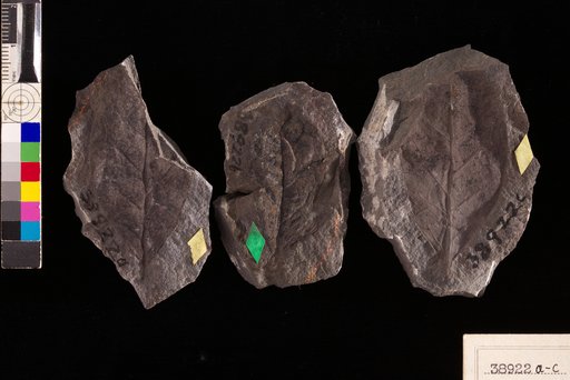 Benzoin antiquum Heer