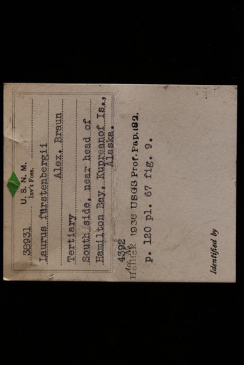 Laurus furstenbergii Braun