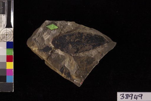 Cassia phaseolites ? Unger