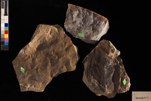 Grewiopsis alaskana Hollick