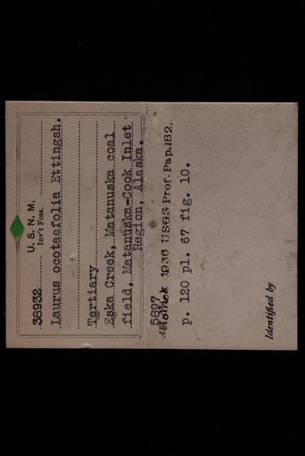 Laurus ocotaefolia Ettingshausen