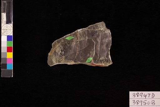 Pithecolobium ceterum Hollick