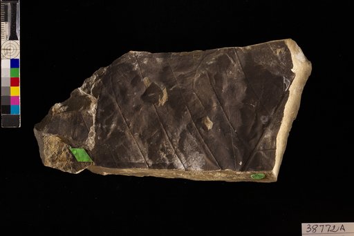 Hicoria magnifica Knowlton