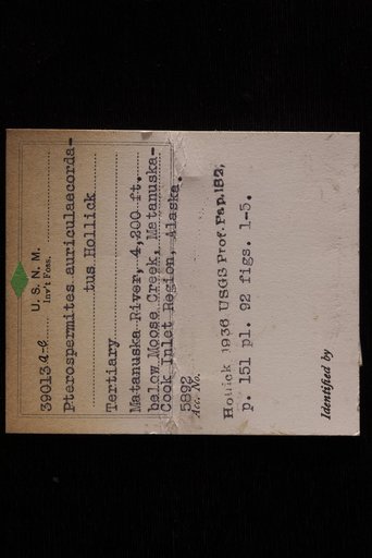 Pterospermites auriculaecordatus Hollick