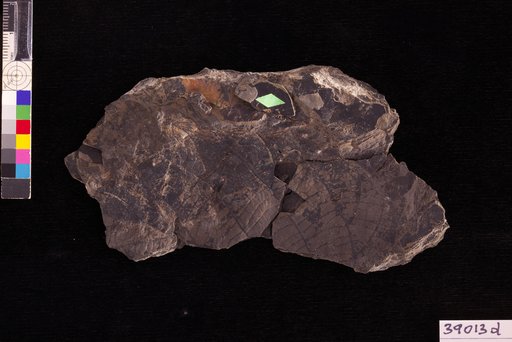 Pterospermites auriculaecordatus Hollick