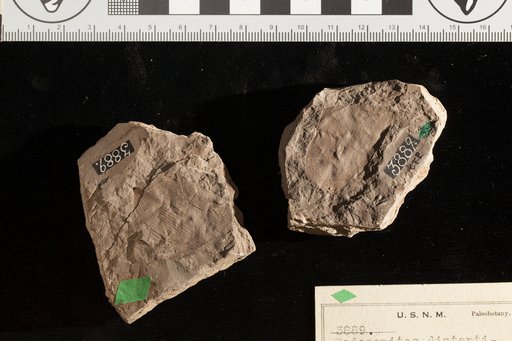 Artocarpidium alaskanum Hollick