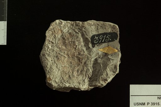 Proteaephyllum reniforme Fontaine