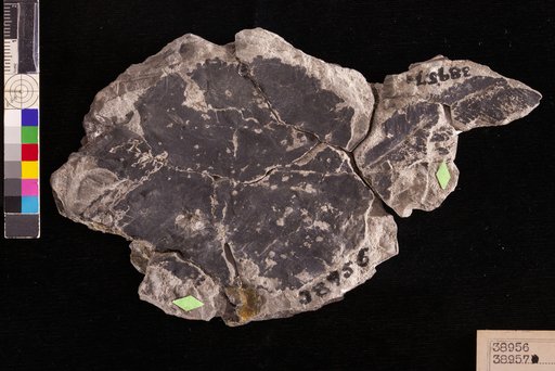 Allantodiopsis pugetensis Wolfe