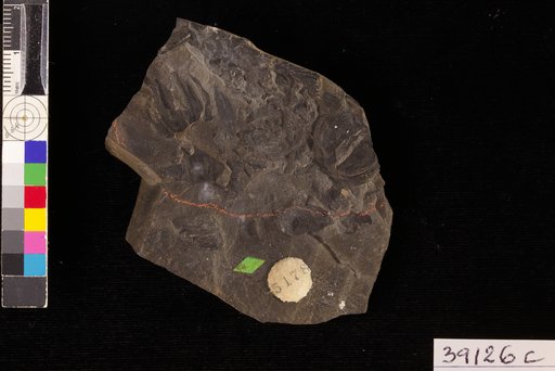 Nordenskioldia borealis Heer
