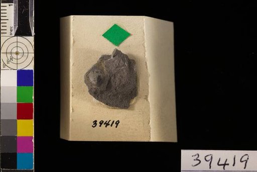 Trigonocarpum gillhami White