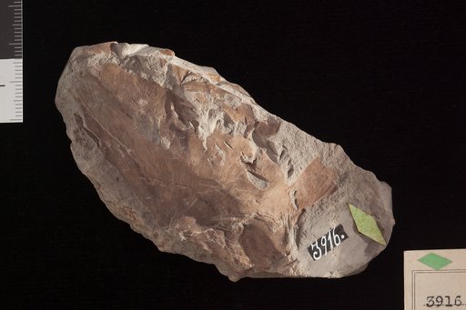 Proteaephyllum reniforme Fontaine