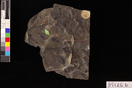 Nordenskioldia borealis Heer